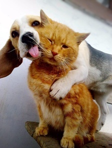 Beagle-and-ginger